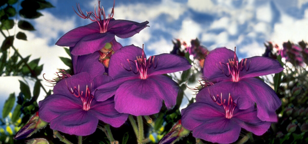 HP-AG-025 Purple Roadsidea